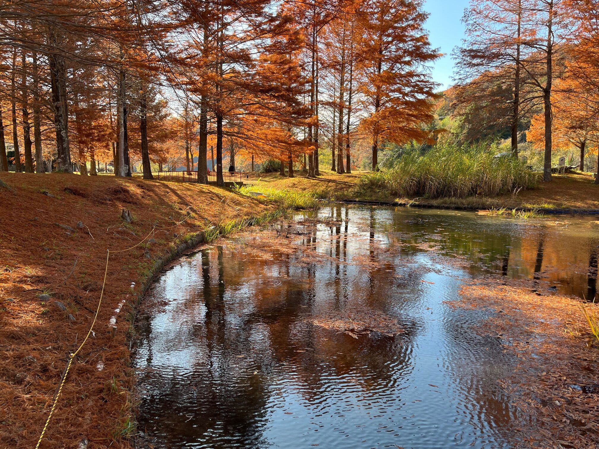 紅葉　風景